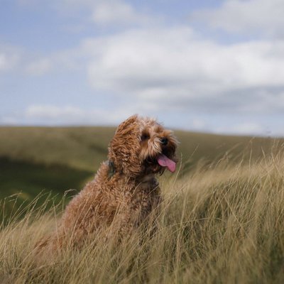 Cockapoo - Morphologie du Cockapoo