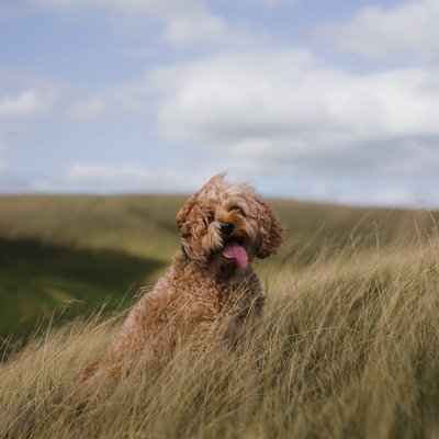 Cockapoo - Caractère du Cockapoo