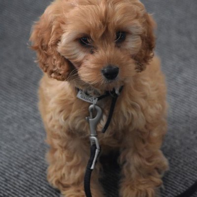 Cockapoo