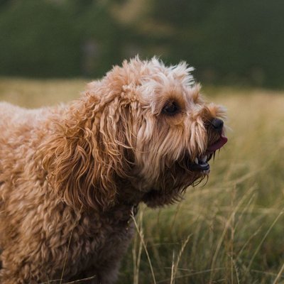 Cockapoo - Comment nourrir un chiot Cockapoo correctement ?