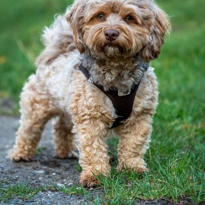 Cockapoo - Quelles sont les couleurs de pelage du Cockapoo ?