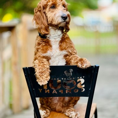 Cockapoo - Sélectionner un élevage de chiot Cockapoo
