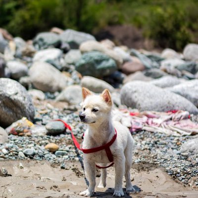 Jindo Coréen - Jindo Coréen : quel prix pour un chiot ?