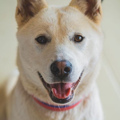 Jindo Coréen