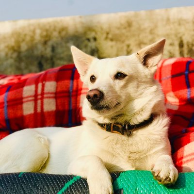 Jindo Coréen - Choisir mon chiot Jindo Coréen