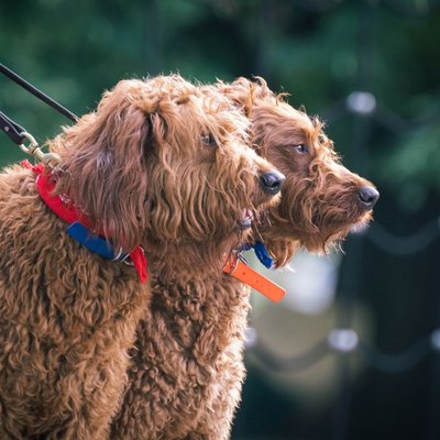 Labradoodle - Labradoodle : quel prix pour un chiot ?