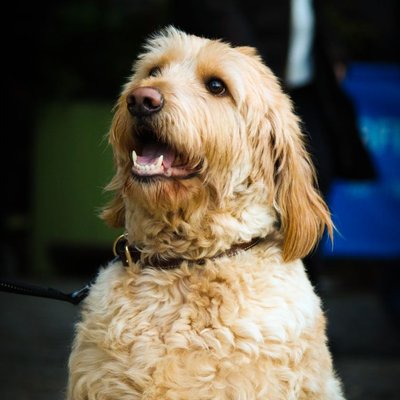 Labradoodle - Caractère du Labradoodle