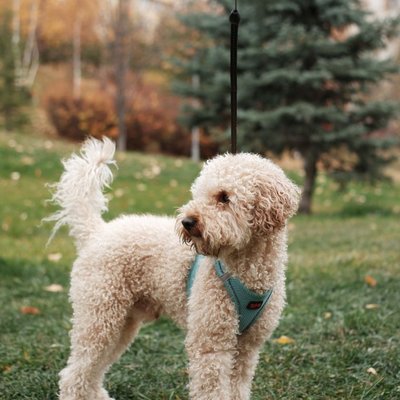 Labradoodle - Comment nourrir un chiot Labradoodle correctement ?