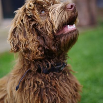 Labradoodle - Quelles sont les couleurs de pelage du Labradoodle ?