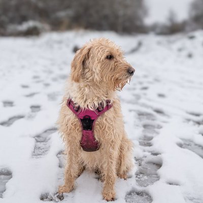 Labradoodle - Sélectionner un élevage de chiot Labradoodle
