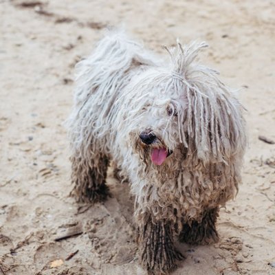 Komondor - Komondor : quel prix pour un chiot ?