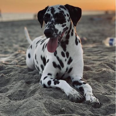 Dalmatien - photo 17