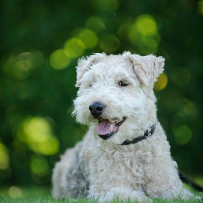 Lakeland Terrier - Lakeland Terrier : quel prix pour un chiot ?