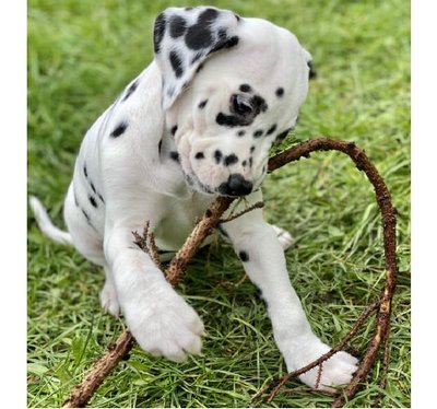 Dalmatien - photo 6
