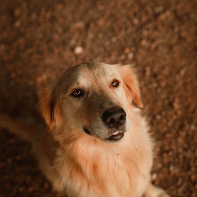 Hovawart - Comment éduquer un chiot Hovawart ?
