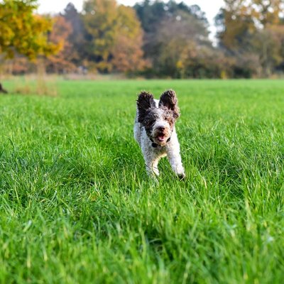 Lagotto Romagnolo - Lagotto Romagnolo : quel prix pour un chiot ?