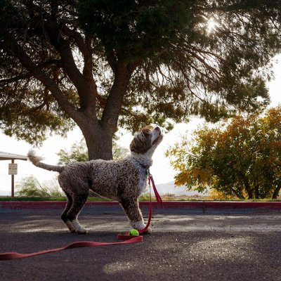 Lagotto Romagnolo - Quelles sont les couleurs de robe du Lagotto Romagnolo ?