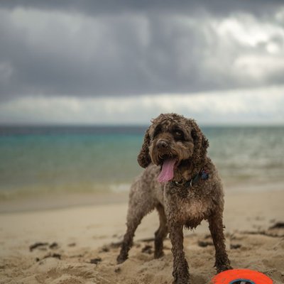 Lagotto Romagnolo - Choisir mon chiot Lagotto Romagnolo