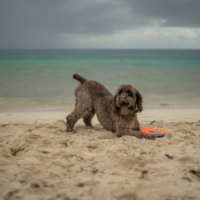 Lagotto Romagnolo - Quels sont les soins nécessaires pour un Lagotto Romagnolo ?
