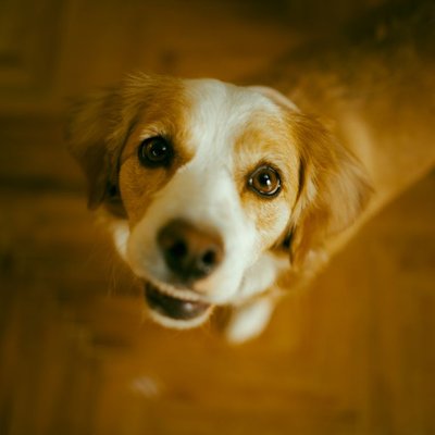 Kooikerhondje - Kooikerhondje : quel prix pour un chiot ?