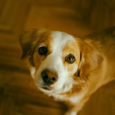 Kooikerhondje - Conditions de vie du Kooikerhondje