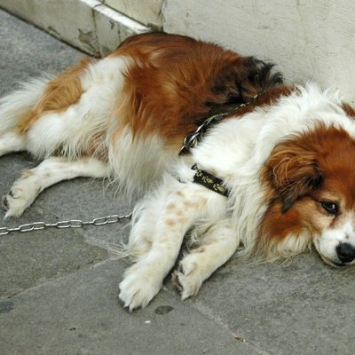 Kooikerhondje