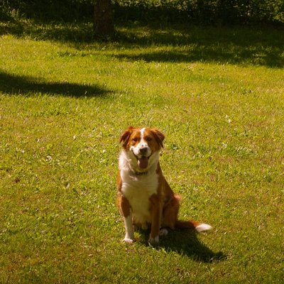 Kooikerhondje - Choisir mon chiot Kooikerhondje