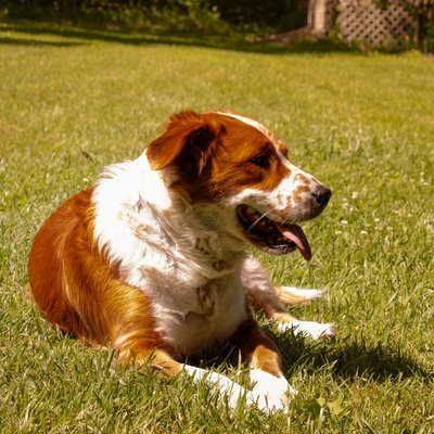 Kooikerhondje - Quels sont les soins nécessaires pour un Kooikerhondje ?