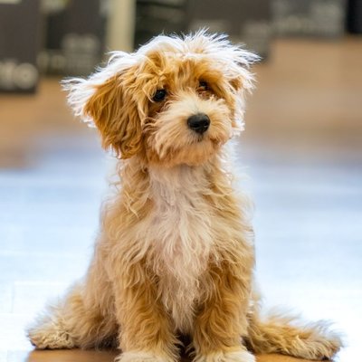 Maltipoo - Maltipoo : quel prix pour un chiot ?