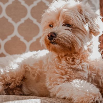Maltipoo - Caractère du Maltipoo