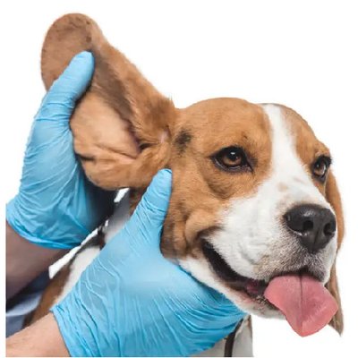 beagle otite