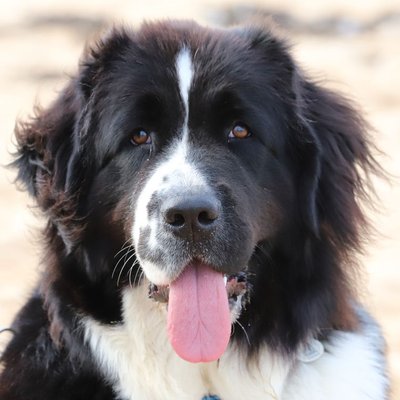 Landseer - Landseer : quel prix pour un chiot ?