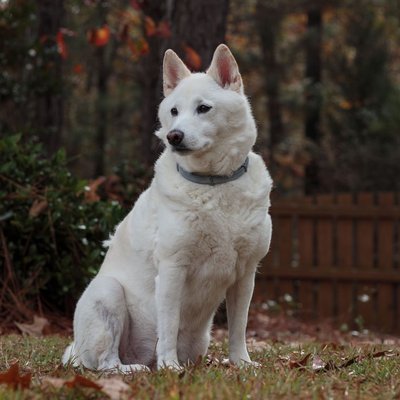 Kishu - Kishu : quel prix pour un chiot ?