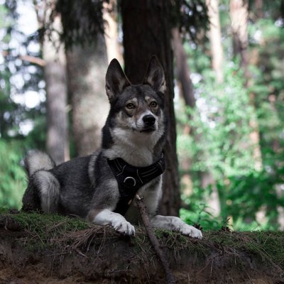 Laïka - Laïka : quel prix pour un chiot ?