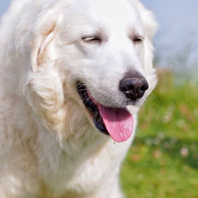 Kuvasz - Kuvasz : quel prix pour un chiot ?