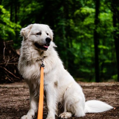 Kuvasz