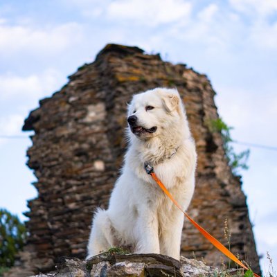 Kuvasz - Choisir mon chiot Kuvasz