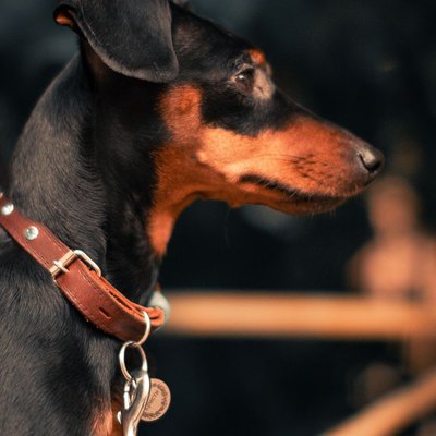 Manchester Terrier - Manchester Terrier : quel prix pour un chiot ?