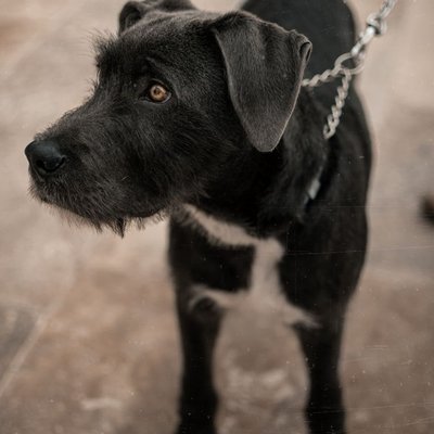 Patterdale Terrier - Patterdale Terrier : quel prix pour un chiot ?