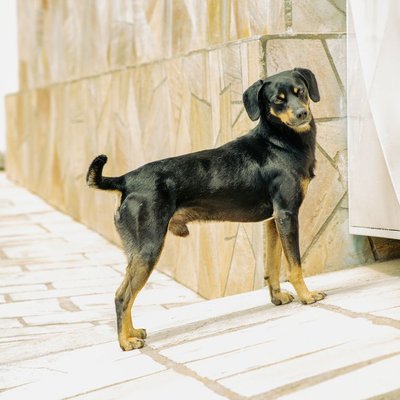 Pinscher Allemand - Pinscher Allemand : quel prix pour un chiot ?