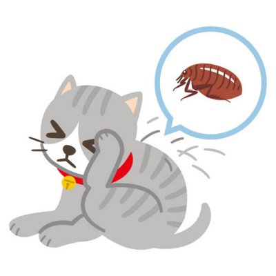 Chaton infesté de puce ! Agir vite !
