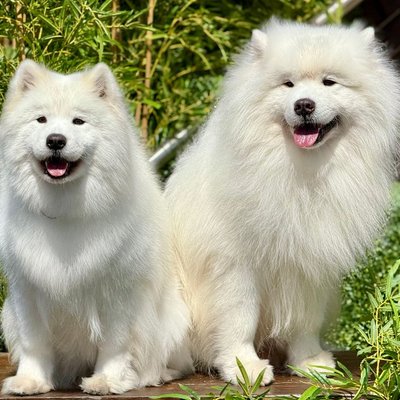 Samoyède - Samoyède : quel prix pour un chiot ?
