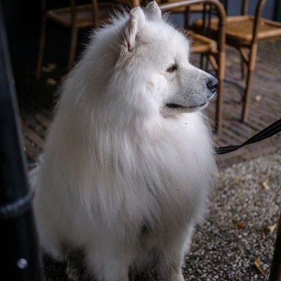 Samoyède - Comment nourrir un chiot Samoyède correctement ?