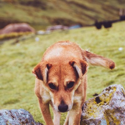 Pinscher Autrichien - Pinscher Autrichien : quel prix pour un chiot ?