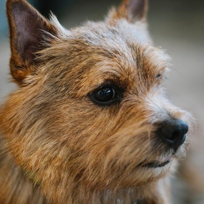 Norwich Terrier - Conditions de vie du Norwich Terrier