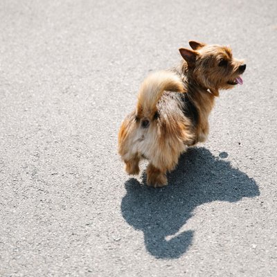 Norwich Terrier