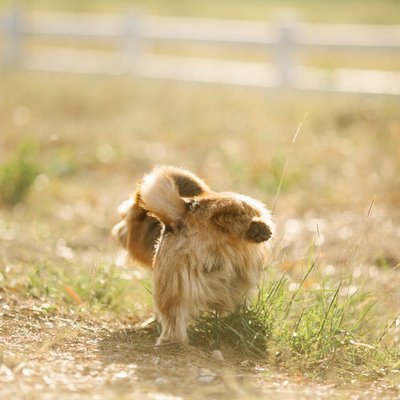 Norwich Terrier - Quels sont les soins nécessaires pour un Norwich Terrier ?