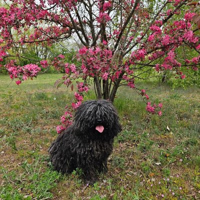 Puli - Puli : quel prix pour un chiot ?