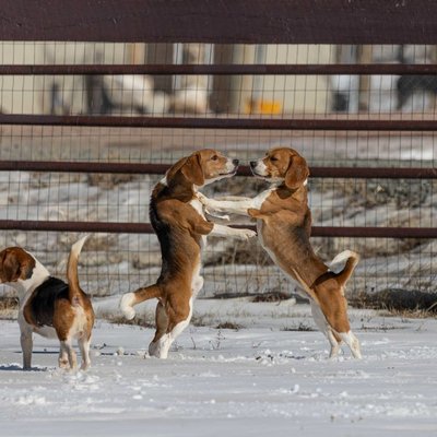 Beagle - Le Beagle est-il fait pour vous ?