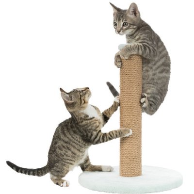Prix stérilisation du chat : astuce pour un meilleur tarif !